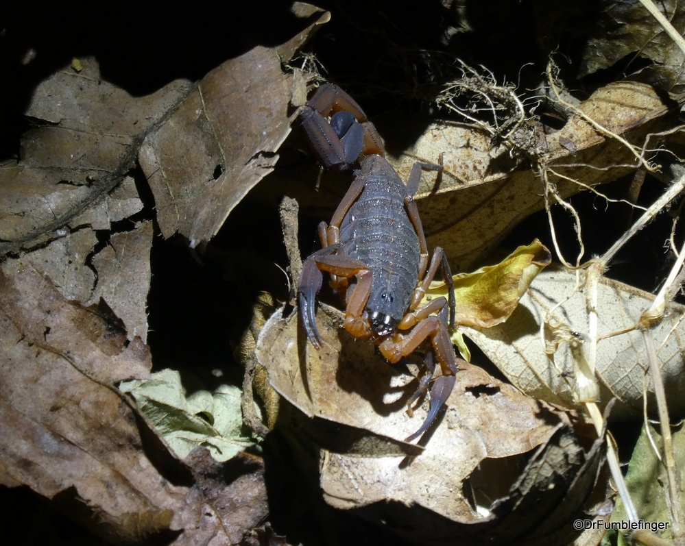 Scorpion discovered on a night trek, Monteverde, Costa Rica
