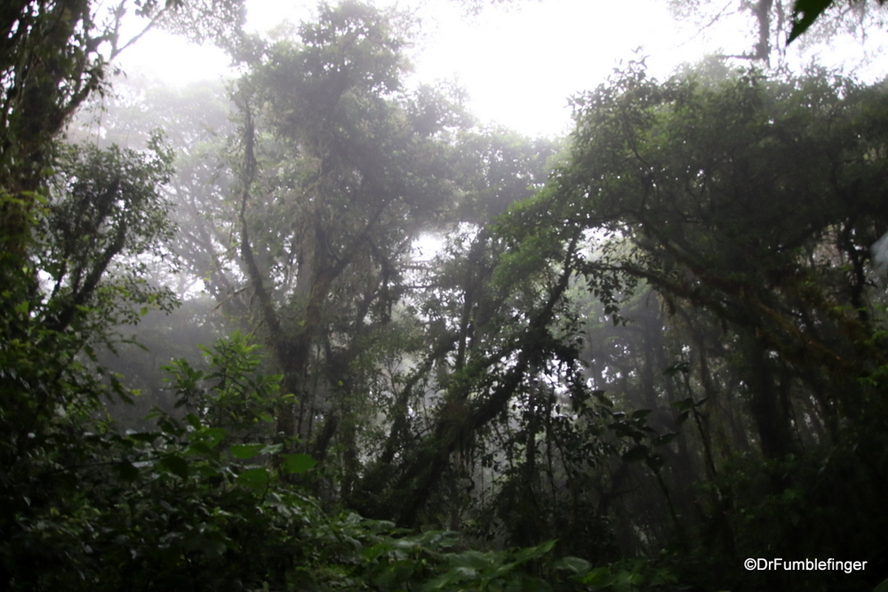 The legendary Cloud Forest of Monteverde, Costa Rica