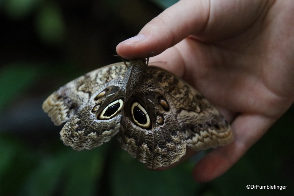 Owl Butterfly, Monteverde Butterfly Garden, Costa Rica