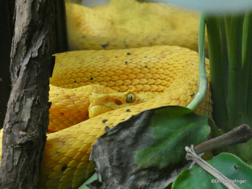 The deadly glare of an eyelash viper, Monteverde Herpetarium