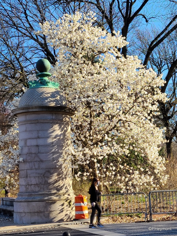 Early Spring in Prospect Park