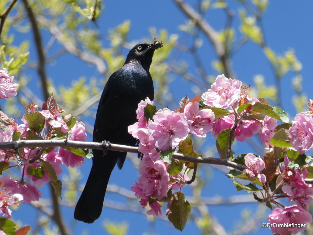 Blackbird with bug in beak, Grangeville