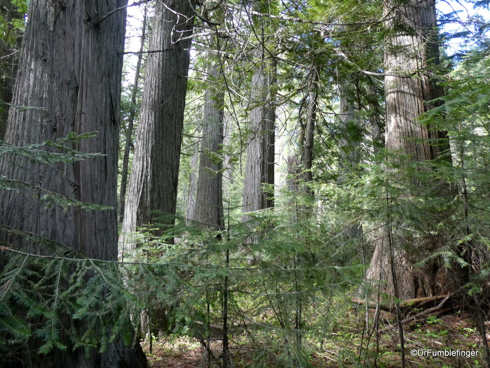 DeVoto Grove of Old-growth Cedars