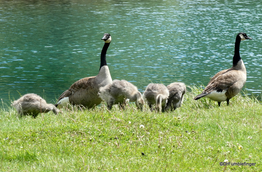 A family of Canada Geese, Banff National Park