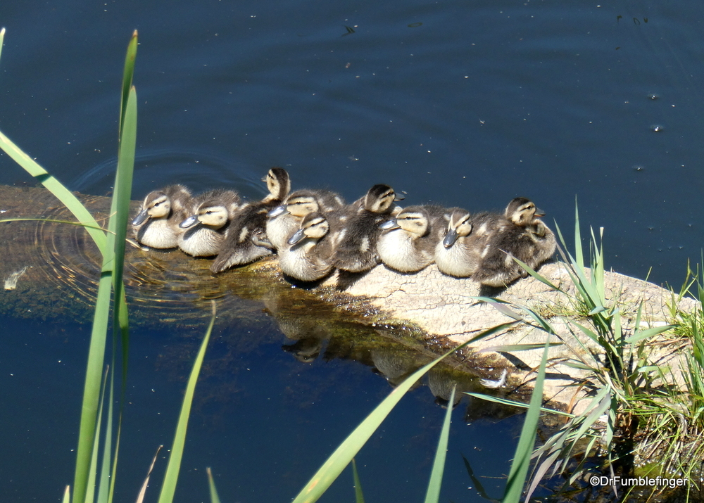 A group of ducklings, Alberta