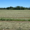 Freshly cut field of grass and alfalfa