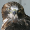 Red Tailed Hawk, Birds of Prey Center, Coaldale