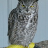 Great Horned Owl, Birds of Prey Center, Coaldale