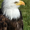 Bald Eagle, Birds of Prey Center, Coaldale