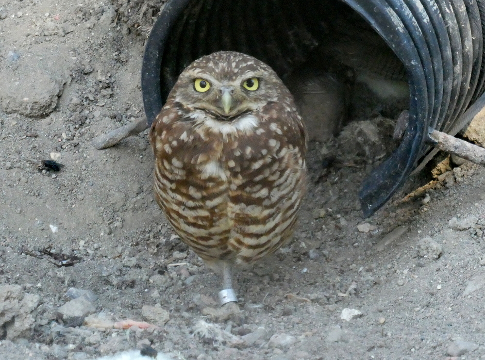 Burrowing Owl, Birds of Prey Center, Coaldale