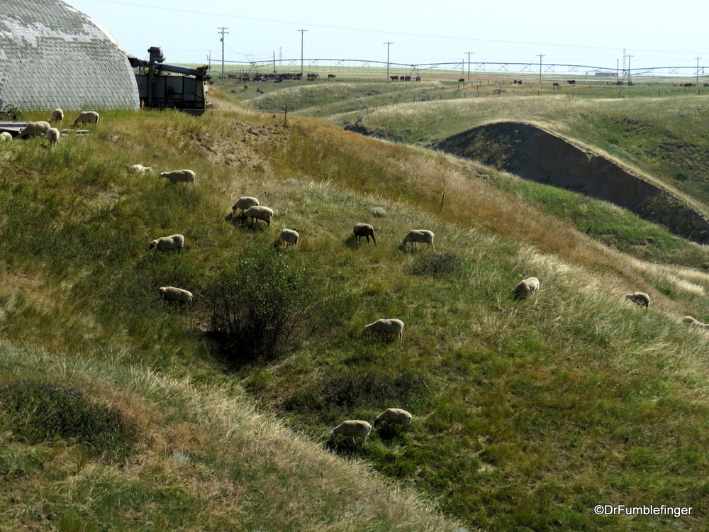 Sheep taking care of the grass growing on a hill, Picture Butte