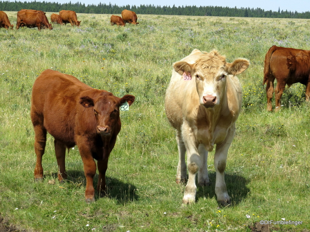 Free range cattle, Cypress Hills Interprovincial Park