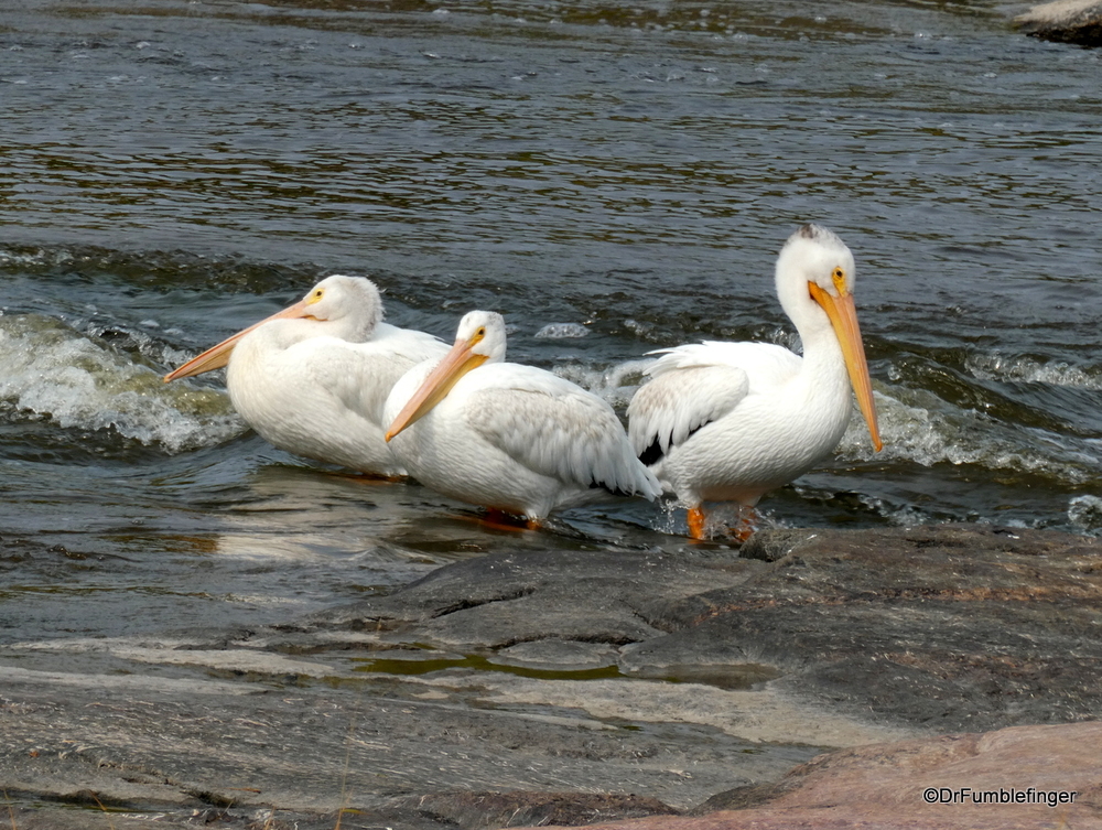 American White Pelican, Whitemouth Falls Provincial Park, Manitoba