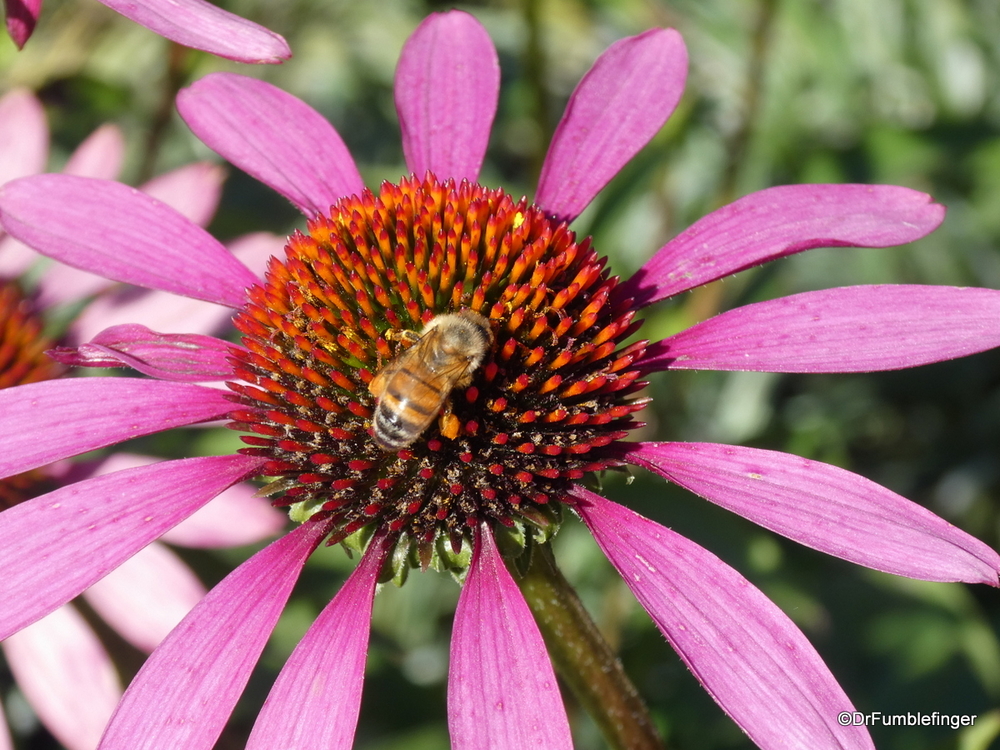 Flower and Bee, English Garden, Assiniboine Park, Winnipeg