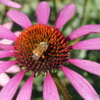 Flower and Bee, English Garden, Assiniboine Park, Winnipeg