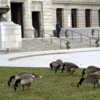 Geese at Museum of Fine Art, Boston