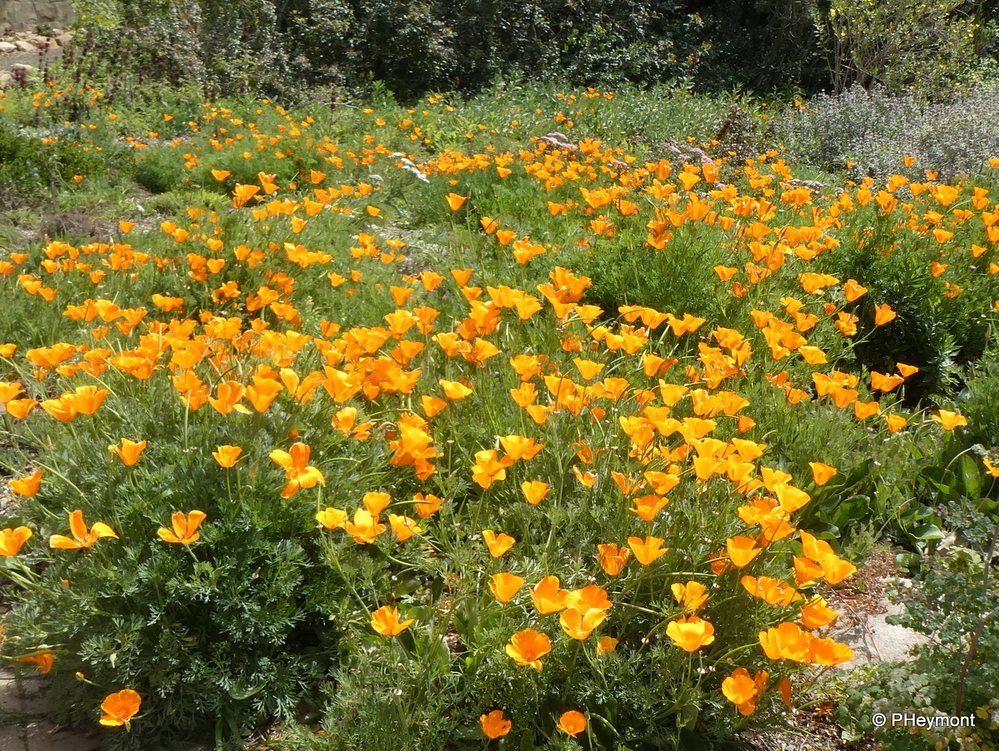 Golden Poppies, Endlessly