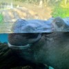 Otis Hippopotamus, Resting at San Diego Zoo