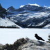 Raven at a frozen Bow Lake, Banff National Park
