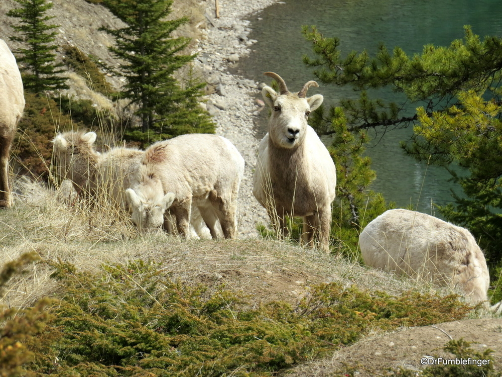 Bighorn Sheep, Banff National Park