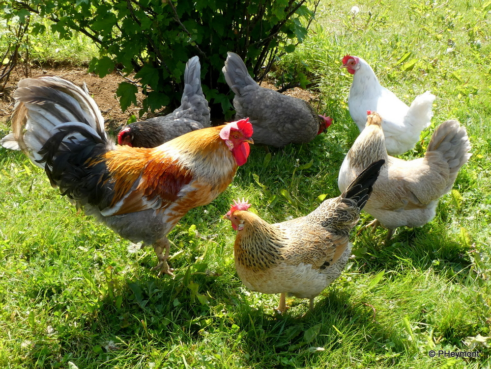 A Conference of Chickens