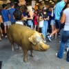 Big Bronze Piggy Bank