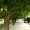 Shade Trees, Place Ile-de-France