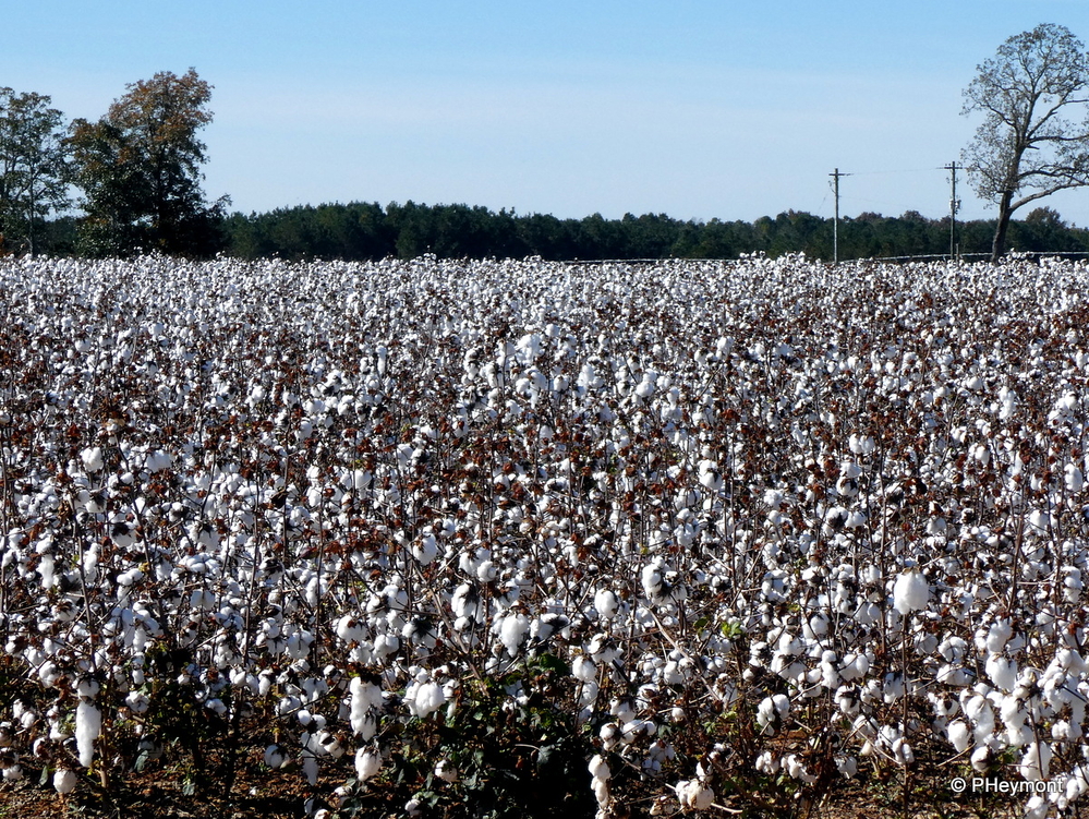 Cotton Field, near Tifton, Georgia