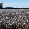 Cotton Field, near Tifton, Georgia
