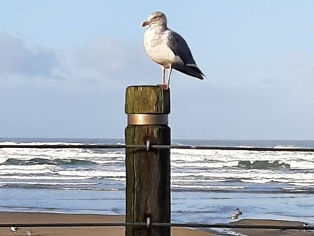 Bird, Beach, Surf
