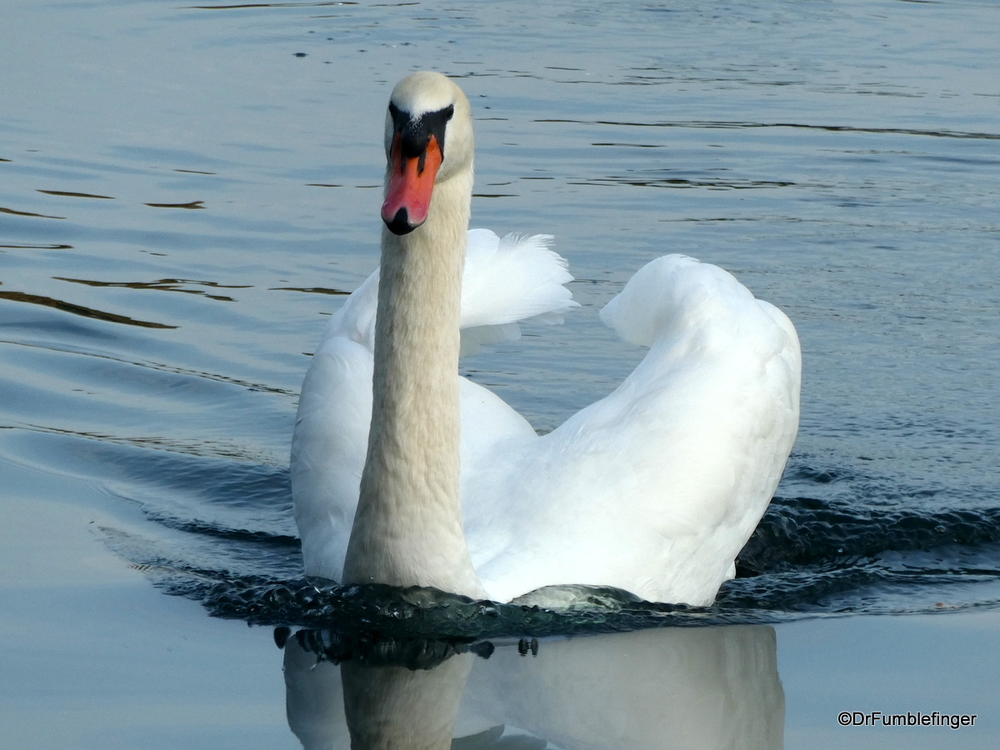 Swan, Lake Eola, Orlando