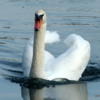 Swan, Lake Eola, Orlando