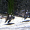 Banggal cardinalfish, Sea Life Aquarium, Orlando