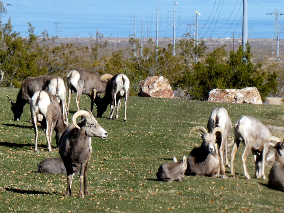 Bighorn Sheep, Boulder City, Nevada