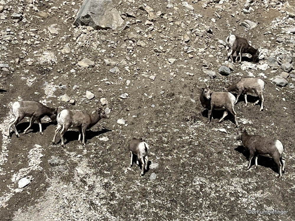 Herd of Bighorn Sheep