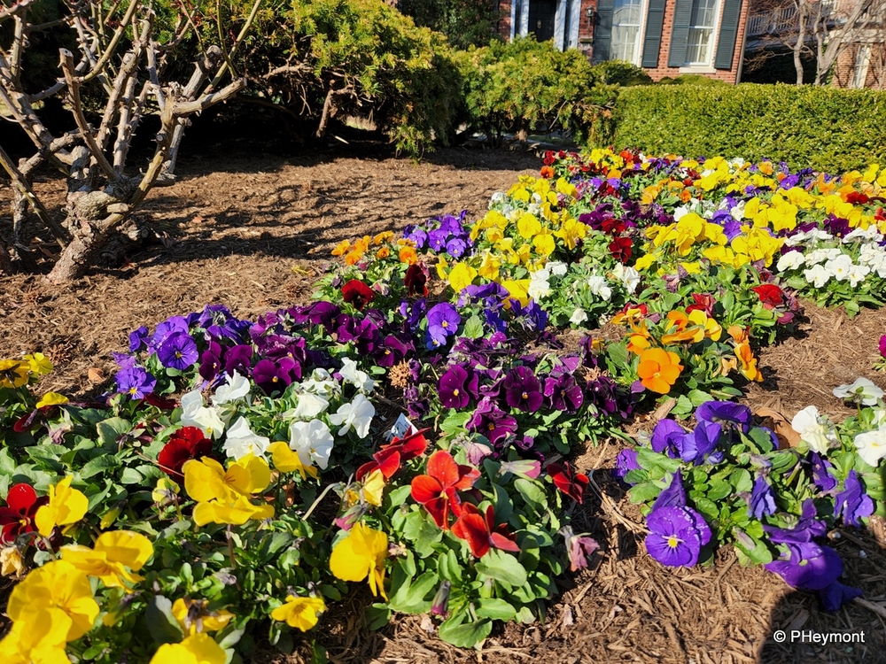 Early spring flowers, Washington, DC