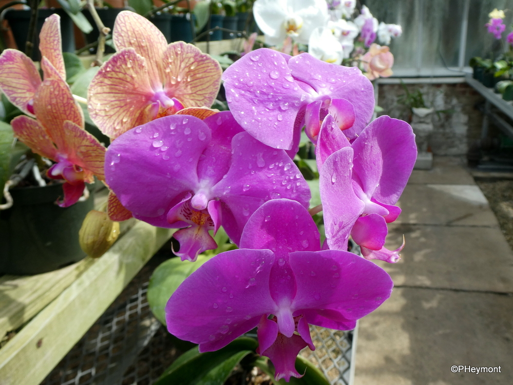 Orchids at Planting Fields