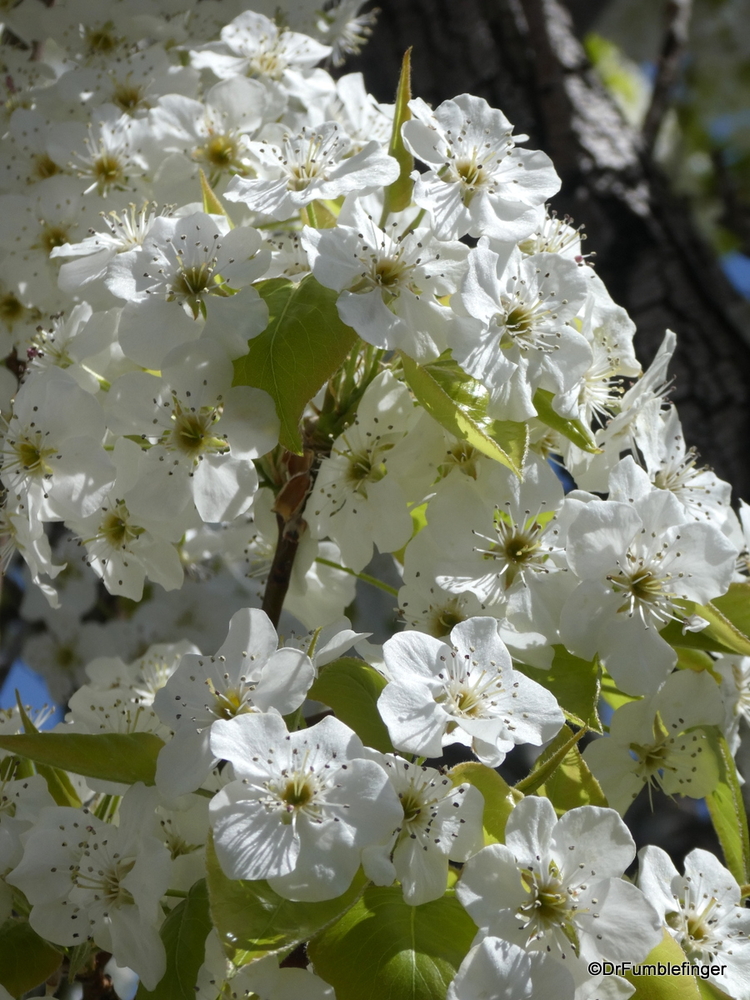 Spring blossoms in Reno