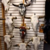 Cattle skulls for sale, Santa Fe