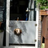 Amsterdam Doggy Door