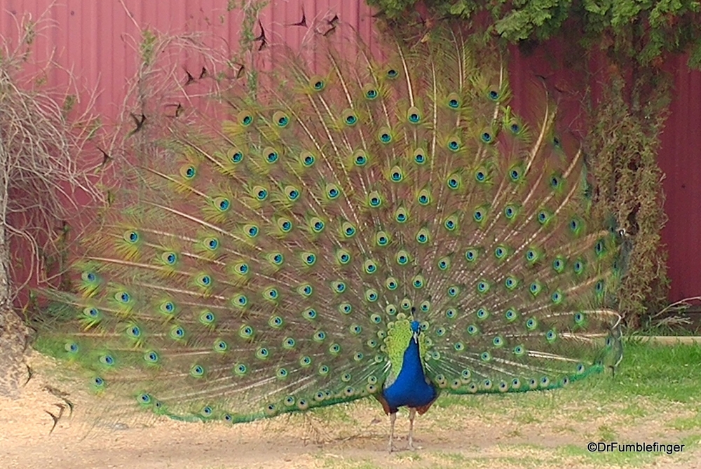It's spring, when a peacock's plumage is in fine display