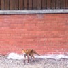 Fox in the city