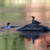 Male and Female Merganser ducks, Green River, Colorado