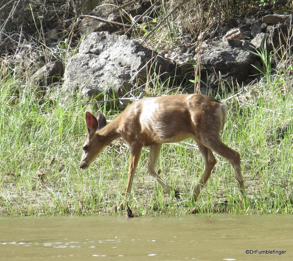 Deer on the bank of the Green River