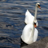 Swans in the Alster, Hamburg