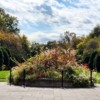 Early Autumn, Brooklyn Botanic Garden
