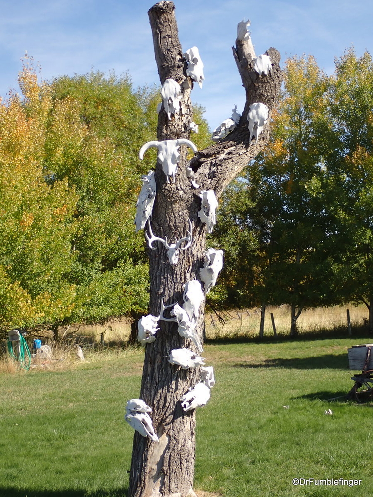 Unusual tree art, Hall, Montana