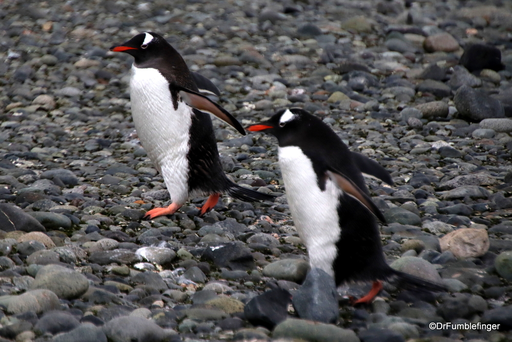 Gentoo penguins on parade, Antarctica