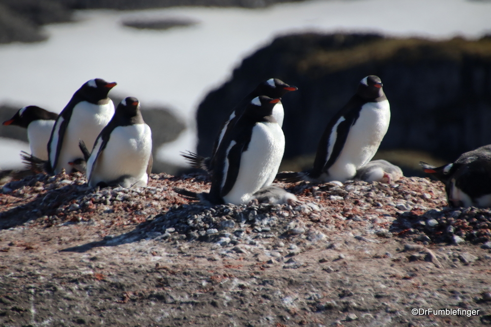 Gentoo penguins and their chicks, Antarctica