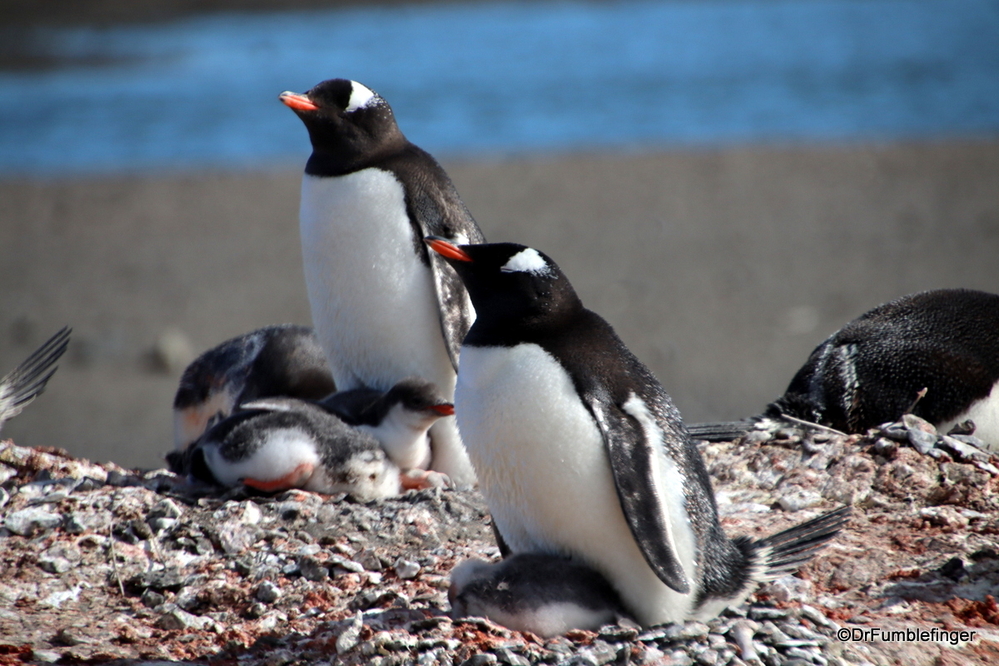 Gentoo penguins and their chicks, Antarctica